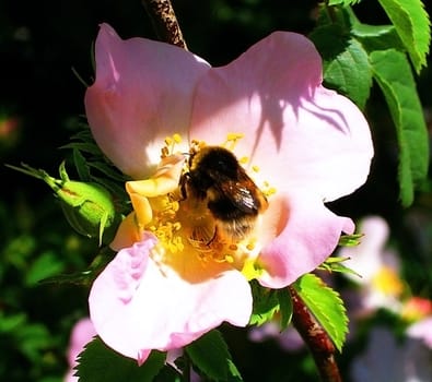 Rose flower, rose, bumblebee, insect, petal, vegetation, sheet, background, texture, type, gentile aroma, flora
