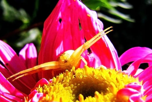 Rose flower, spider, insect, petal, vegetation, sheet, background, texture, type, gentile aroma, flora