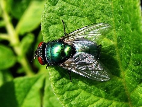 Green sheet, fly, insect, verdure, sheet, background, texture, type, flora, colour