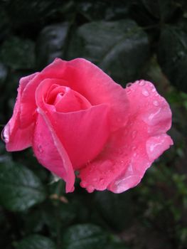 Pink, a rose, a flower, a bud, dew, drops, water, a moisture, colour, bright, flora, greens, macroshooting, a bouquet, a garden, beauty, a kind, a background