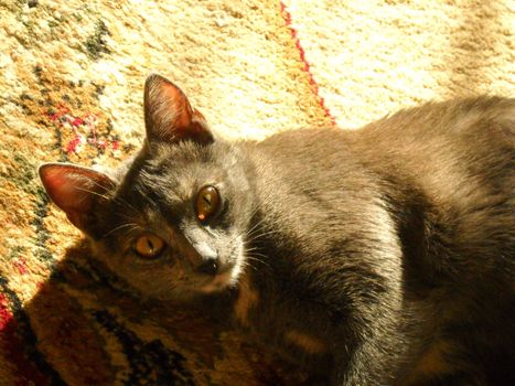 Grey cat, the house pupil, the favourite, animal, animal, cat, fauna, sight, eyes, attention