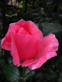Pink, a rose, a flower, a bud, dew, drops, water, a moisture, colour, bright, flora, greens, macroshooting, a bouquet, a garden, beauty, a kind, a background