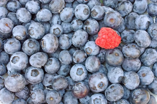 Heap of sweet fresh blueberries with one raspberry