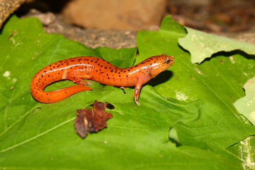 A Red Salamander (Pseudotriton ruber) at Monte Sano State Park - Alabama.
