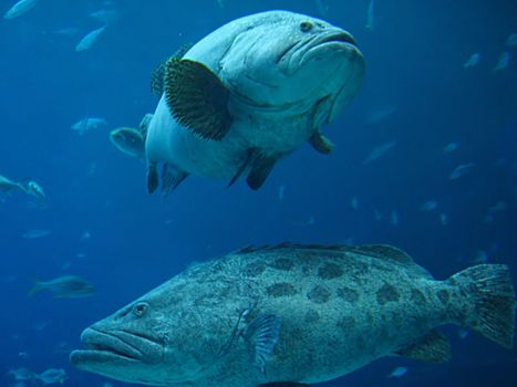 A photograph of fish in an ocean.