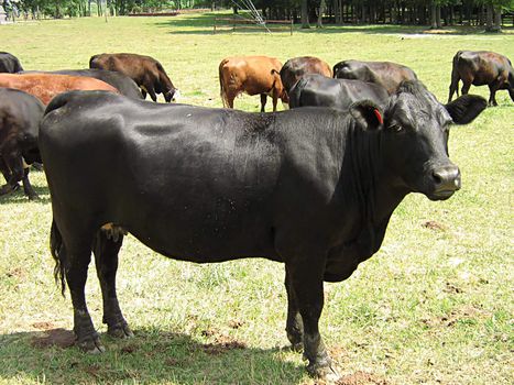 A photograph of cattle grazing in a field.
