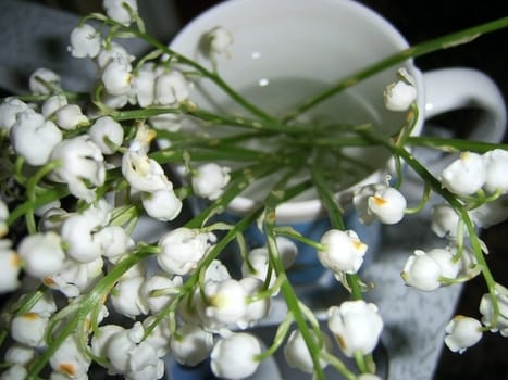 Lilies of valley, timber white flowerses, bouquet in glass with water, campanula, freshness, gentile aroma, scent, background, texture, springtime, vegetation