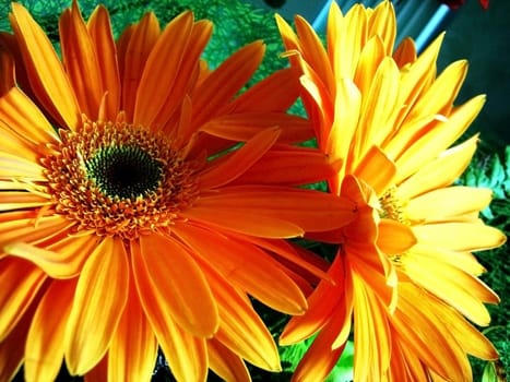Gerbera; exotic flower; bouquet; freshness; gentile aroma; scent;  background; texture; vegetation; fauna; daisywheel, orange, solar, bright