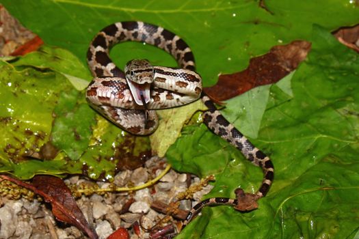 Gray Rat Snake (Elaphe obsoleta) at Monte Sano State Park, Alabama.