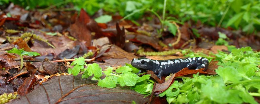 A Marbled Salamander (Ambystoma opacum) - Monte Sano State Park, Alabama.