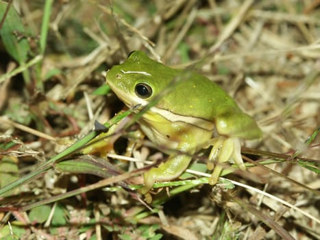 A Green Treefrog (Hyla cinerea) at Horseshoe Lake State Fish and Wildlife Area in southern Illinois.