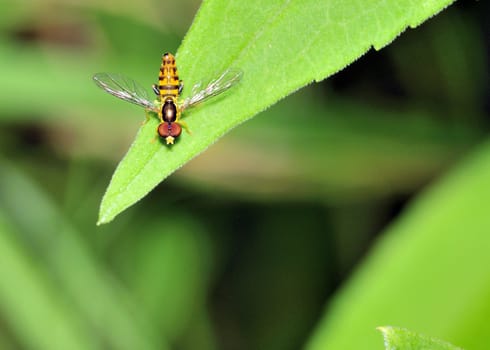 A hoverfly perched on a plant leaf.