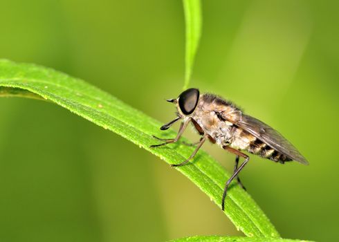 A horse fly perched on a plant leaf.