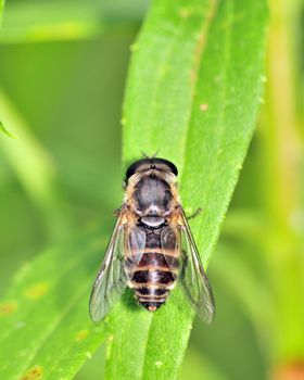 A horse fly perched on a plant leaf.