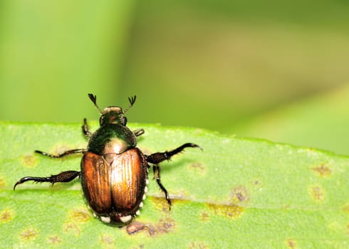 A Japanese Beetle perched on a plant leaf. Superfamily Scarabaeoidea / Family Scarabaeidae / Subfamily Rutelinae / Tribe Anomalini / Subtribe Popilliin