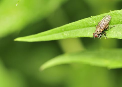 Marsh Fly perched on a plant leaf in a swamp.