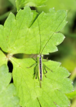 A tree cricket nymph perched on a plant leaf.