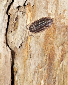 A pillbug perched on a tree trunk.