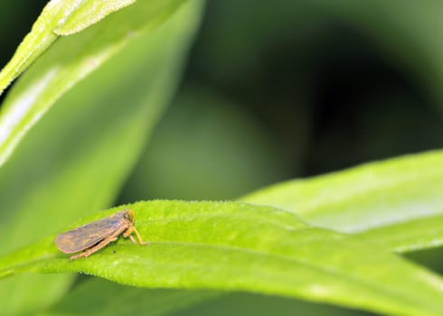 Leafhopper perched on a plant leaf.