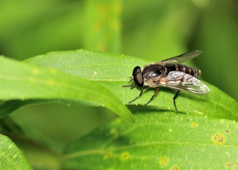 A horse fly perched on a plant leaf.