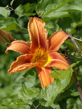 nice blossom of lily