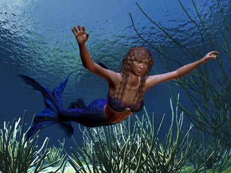 A beautiful blue tailed mermaid swims along a coral reef.