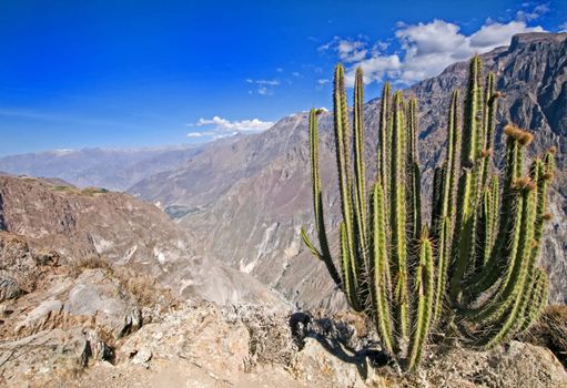 Cactus plant at the top of the Colca Canyon, Peru