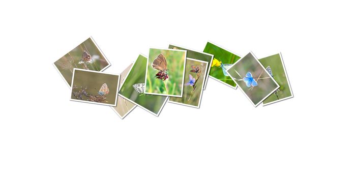 A collection with some of my butterfly images