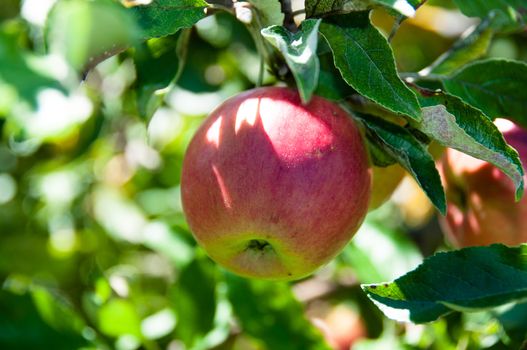 Delicious red apple on the tree in fall sunlight