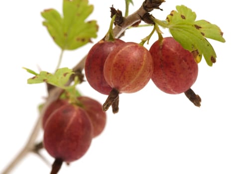 Branch of gooseberries with berries on a white background.