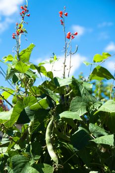 Runner bean with red flowers and reap bean