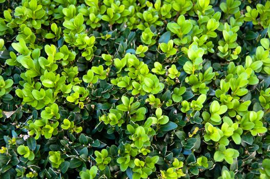 Leaves of the Box tree Buxus garden background