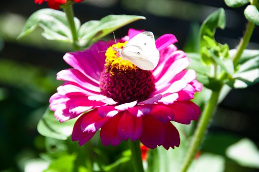close-up photo of a white butterfly sitting on a purple flower