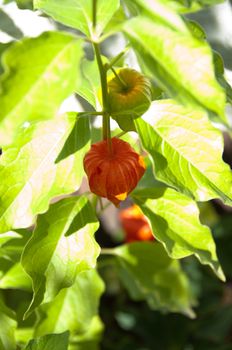 Chinese lantern plant, also know as Physalis Alkekengi