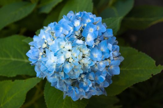 Beautiful blue hydrangea (Hortensia) blossoms with leaves