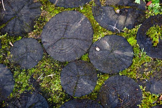 close up of log with bright green moss