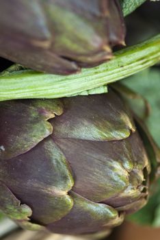 Colors of Artichokes in Tuscany, Italy