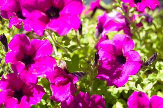 Petunia Surfinia - Pink Vein - bush in summer