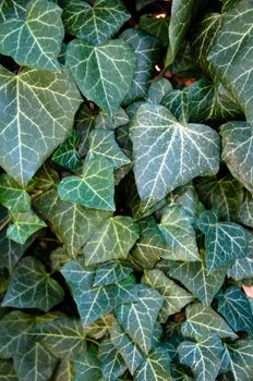 Close up photo of Poison Ivy background