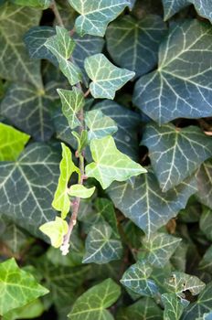 Close up photo of Poison Ivy background