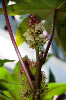 Castor oil plant (Ricinus Communis) leaves and seeds. Source of very effective Ricin poison.