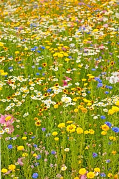 meadow with a lot of colored flowers