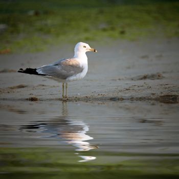 A lone seagull stands on the sea shore with a reflection coming off the water.