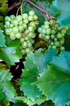 glowing tasty green wine grapes on plant