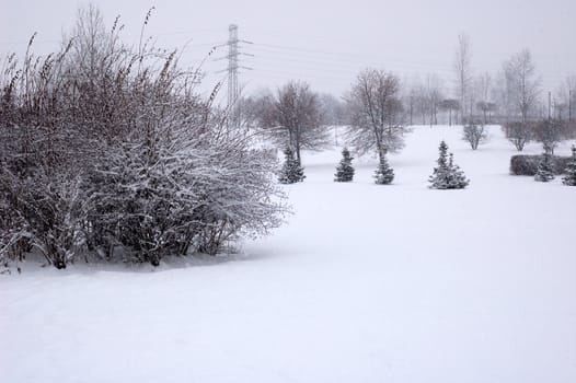 Winter scene of trees and the branch with the snow from the sky