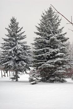 Winter scene of trees and the branch with the snow from the sky