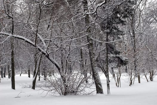 Winter scene of trees and the branch with the snow from the sky