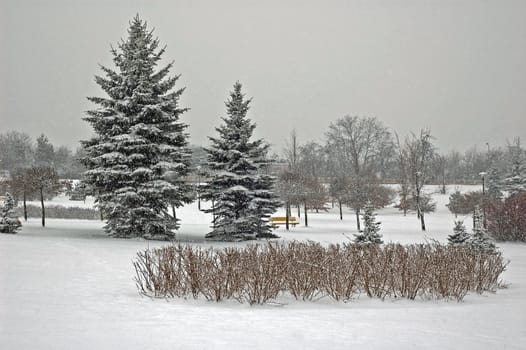 Winter scene of trees and the branch with the snow from the sky