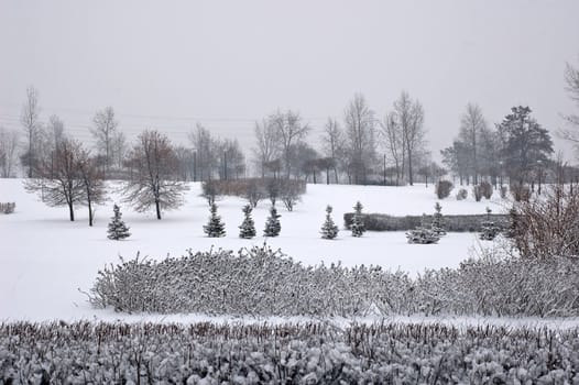Winter scene of trees and the branch with the snow from the sky