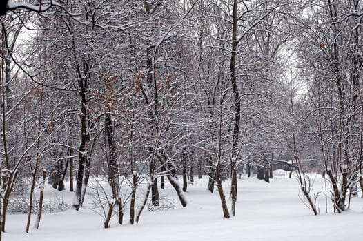 Winter scene of trees and the branch with the snow from the sky